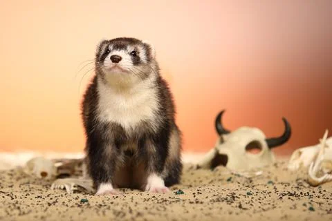 Ferret posing on color background with selection of skulls in horror style Stock Photos