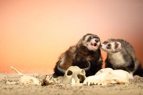 Ferret posing on color background with selection of skulls in horror style Stock Photos