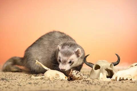 Ferret posing on color background with selection of skulls in horror style Stock Photos