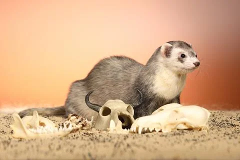 Ferret posing on color background with selection of skulls in horror style Stock Photos