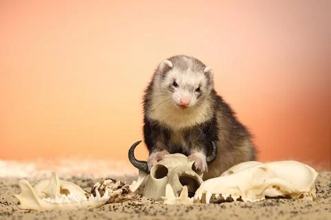 Ferret posing on color background with selection of skulls in horror style Foto stock
