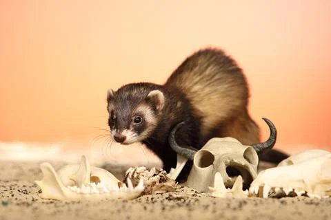 Ferret posing on color background with selection of skulls in horror style Stock Photos