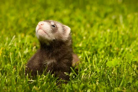 Ferret puppy on their first observing of summer park Stock Photos