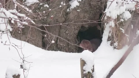 Ferret Running to a Hide and Looking Out, Snowy Winter Scene, Tracking Shot Stock Footage 236941872