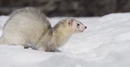 Ferret Shakes His Fur Slow Motion Low Angle Side 4K Stock Footage
