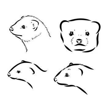 Ferret side view, hand drawn doodle, drawing sketch in gravure style, vector  Stock Illustration
