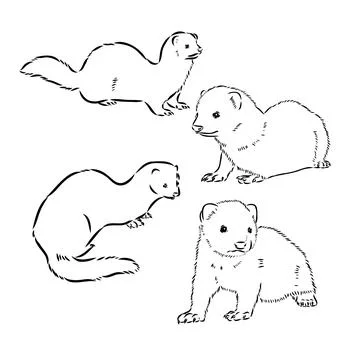 Ferret side view, hand drawn doodle, drawing sketch in gravure style, vector  Stock Illustration