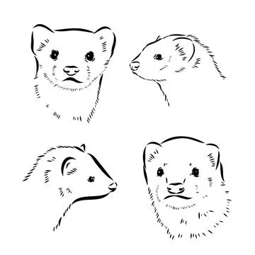 Ferret side view, hand drawn doodle, drawing sketch in gravure style, vector  Stock Illustration