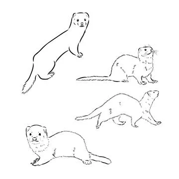 Ferret side view, hand drawn doodle, drawing sketch in gravure style, vector  Stock Illustration