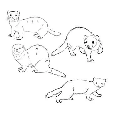 Ferret side view, hand drawn doodle, drawing sketch in gravure style, vector  Stock Illustration