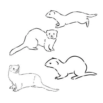Ferret side view, hand drawn doodle, drawing sketch in gravure style, vector  Stock Illustration