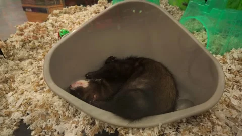 Ferret sleeping curled postion in side of bucket from a pet store - 4K Stock-Footage 319413563