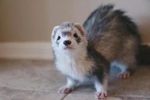 Ferret Staring Into The Camera Stock Photos