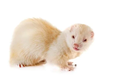 Ferret in studio Stock Photos