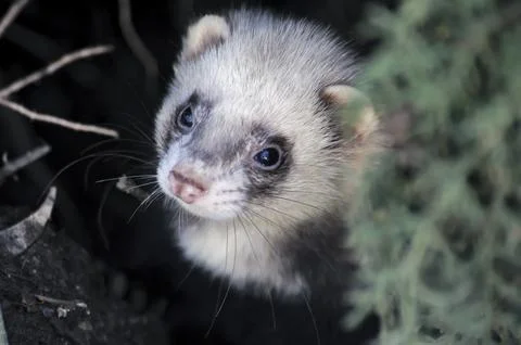 Ferret wait for Mom Stock Photos