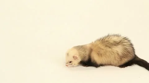 Ferret on a white background Video stock 68459373