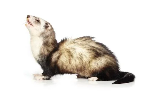 Ferret on white background Stock Photos