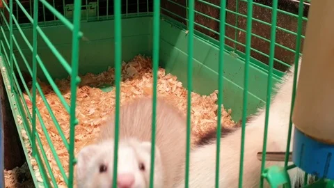 Ferrets in a cage Stock Footage 116996338