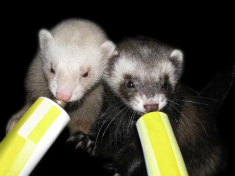 Ferrets cuddling Foto stock