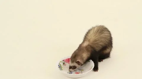 Ferrets Drinking Water Stock Footage 52752014