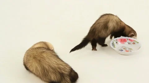 Ferrets Drinking Water Stock Footage 52756528