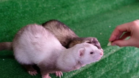 Ferrets feeding in the zoo. Stock Footage 99778479