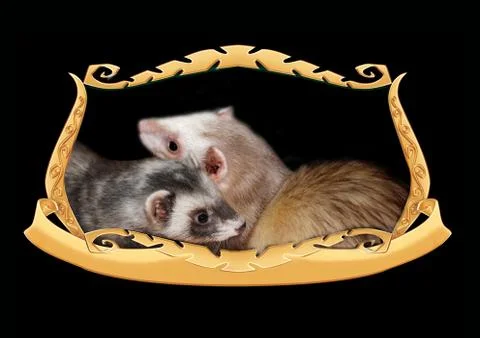 Ferrets in a frame Foto stock