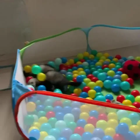 Ferrets Playing Together in a Ball Pit, Metz, France - 13 Dec 2020 Stock Footage 205327510