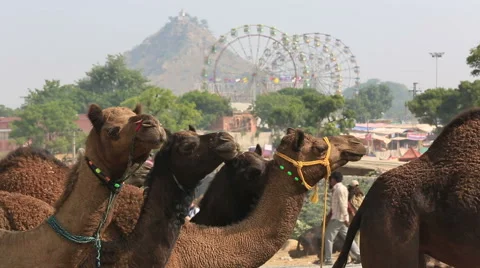 Ferris wheel and camels in Pushkar Camel Fair. Stock Footage 61362783