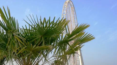 Ferris wheel on the background of a palm tree Stock Photos