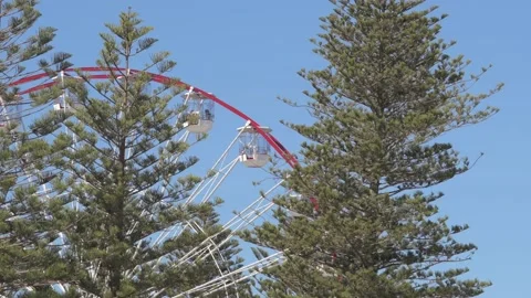 Ferris wheel between pine trees Vidéo 136202092