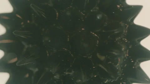Ferrofluid Fluid Stock Footage 319917241