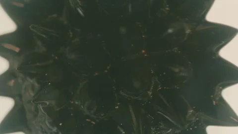Ferrofluid Fluid Stock Footage 319917260