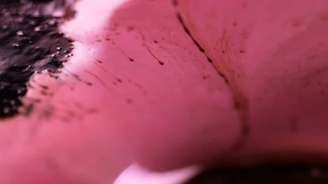 Ferrofluids dance and move toward magnets in pink beautiful science background Stock Footage 147356703