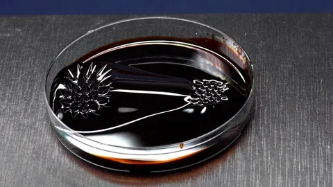 Ferromagnetic liquid. Experiments with a magnetic field Stock Footage 104182268