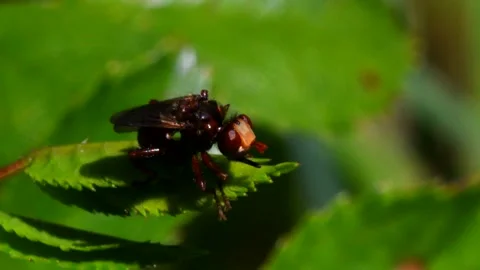 Ferruginous Bee-grabber fly - Sicus ferrugineus Stock Footage 138447271