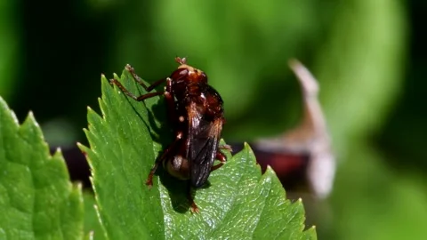 Ferruginous Bee-grabber fly - Sicus ferrugineus Stock-Footage 138450558