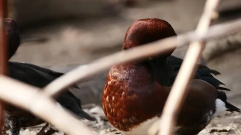 Ferruginous duck (Aythya nyroca) Stock Footage 181479861