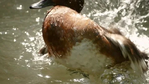 Ferruginous duck (Aythya nyroca) 库存影片 245582879