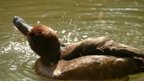 Ferruginous duck (Aythya nyroca) Stock Footage 245582891