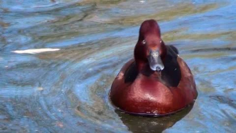 Ferruginous duck (Aythya nyroca) Video stock 259165669