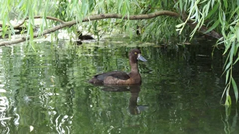 Ferruginous duck swimming beneath willow branches Stock Footage 340776115
