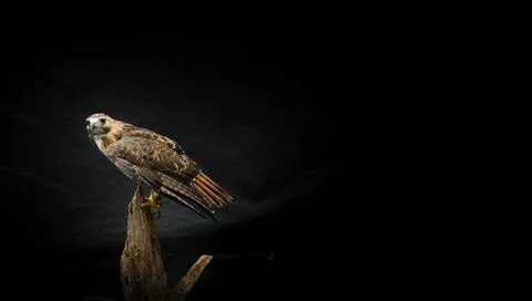 Ferruginous hawk bird perched on tree branch Stock Photos
