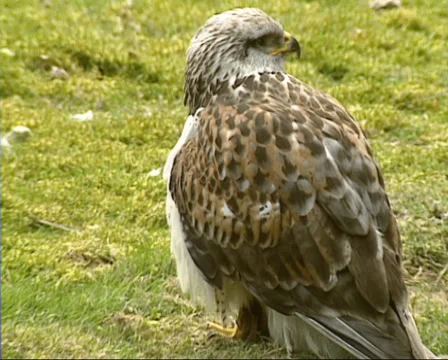 Ferruginous Hawk, Buteo regalis, ground perched Stock Footage 33844026