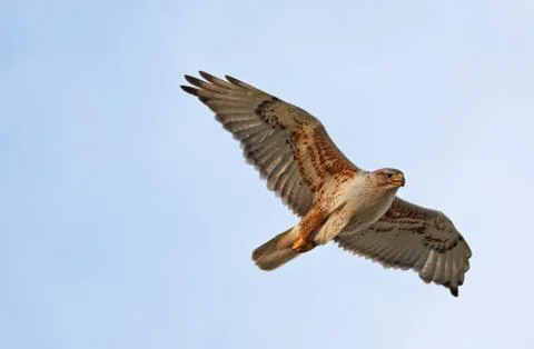 Ferruginous hawk in flight Stock Photos