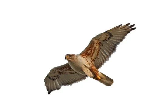 Ferruginous hawk isolated Stock Photos