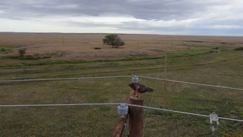 Ferruginous hawk perched on a power line flies away Stock Footage 168375396