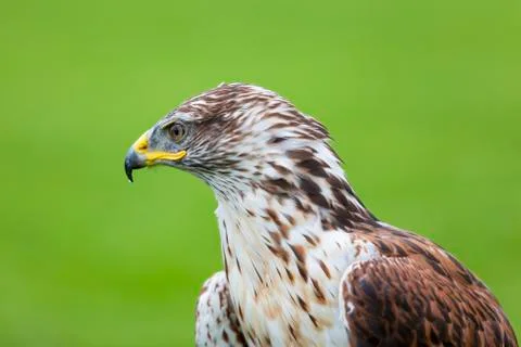 Ferruginous hawk Stock Photos