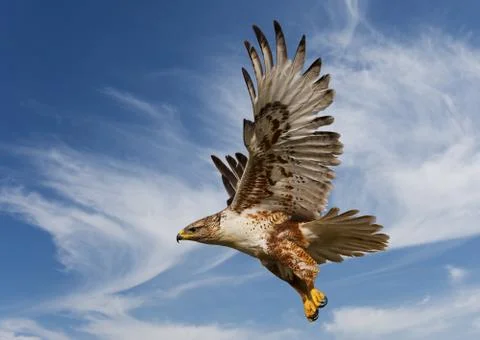 Ferruginous hawk Stock Photos