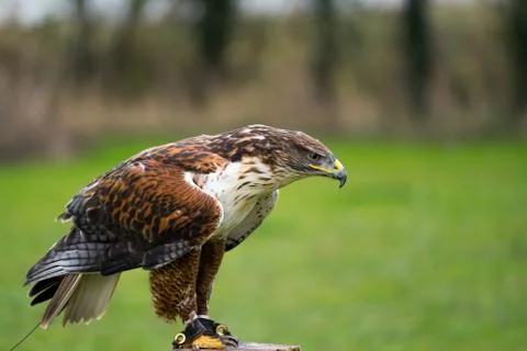 Ferruginous Hawk on a post 写真素材